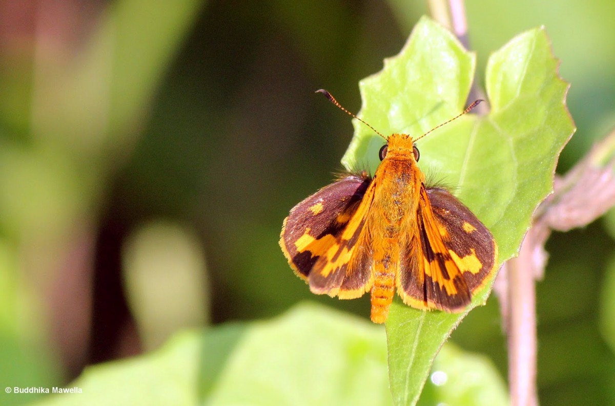 Potanthus confucius C. & R. Felder, 1862